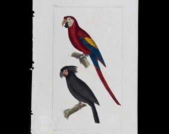 The Black Parrot and Scarlet Macaw / Authentic Steel engraving from Oeuvres completes de Buffon 1829 - Hand colored!