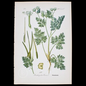May include: A vintage botanical illustration of a plant with delicate green leaves and white flowers. The illustration is labeled "Scand. pesten Knorris L." and "Vernamm."