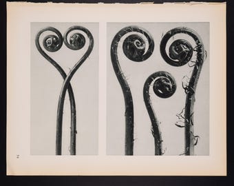 1929 - Northern MAIDENHAIR FERN – Karl Blossfeldt Photogravure from Natural Art Forms