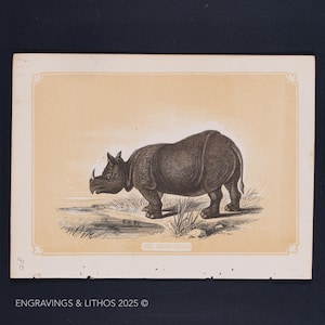 1851 THE RHINOCEROS – Antique Lithograph – Original The Natural History of the Sacred Scriptures, and Guide to General Zoology