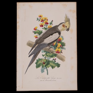 Puede incluir: Una impresión coloreada a mano de un cacatúa ninfa posado en una rama con flores amarillas y rojas. La impresión está titulada "Le Calopsitte Guay" y tiene el texto "Sur un Chorisma raison".