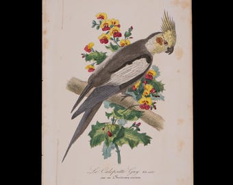 Nymphensittich (Le caloppsitte) - Schwer zu finden &quot;&quot;Histoire Naturelle des Oiseaux&quot; Le Maout 1853 HANDCOLORIERT&quot;