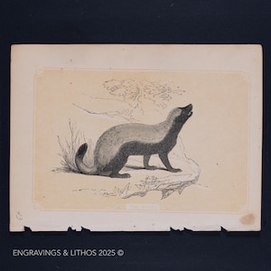 1851 THE RATEL – Antique Lithograph – Original The Natural History of the Sacred Scriptures, and Guide to General Zoology