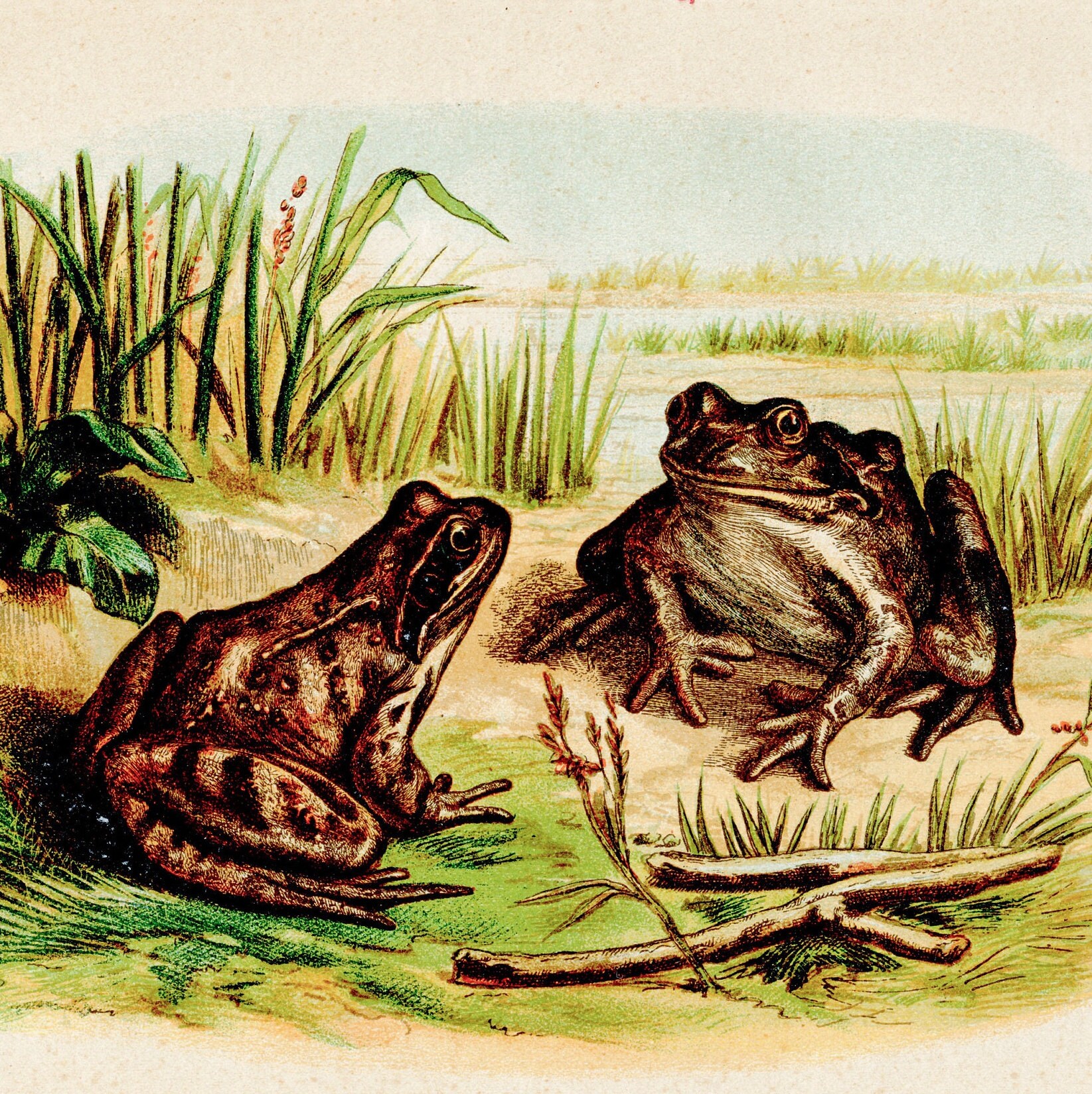Frog Original Frogs Original Plate From historia Natural - Etsy