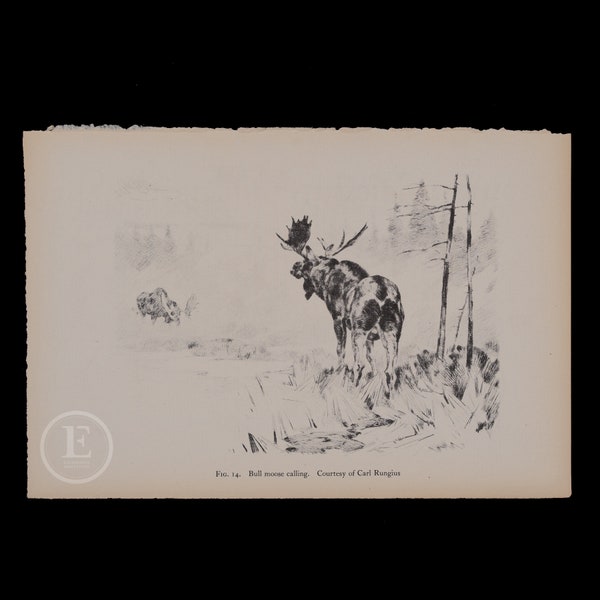 Bull moose calling.  Courtesy of Carl Rungious  - Original lithograph circa 1935