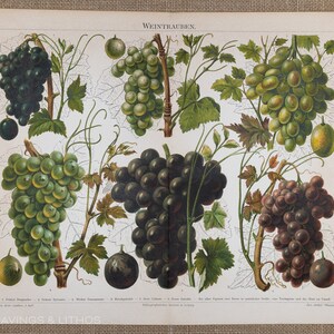 Trauben - Original Farblithographie von Meyers Lexikon 1897
