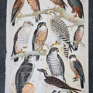 May include: A vintage illustration of 10 different types of falcons, hawks, and other birds of prey. The birds are depicted in various poses, with some perched on branches and others in flight. The illustration is in a detailed, realistic style, with vibrant colors and intricate details.