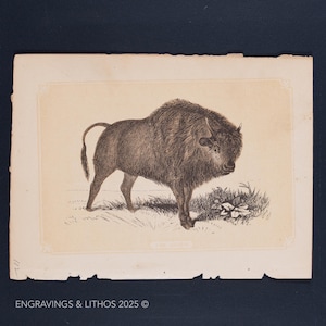 May include: A vintage-style paper print featuring a detailed black ink illustration of a bison standing in a grassy field. The artwork is centred on a cream-coloured rectangular page with rough, deckled edges. The text ENGRAVINGS & LITHOS 2025 appears at the bottom.
