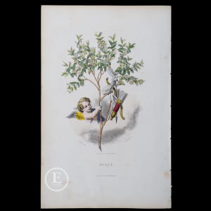 1867 THE MYRTLE / Hand-colored plate from &quot;Les Fleurs Animees by J.J.Grandville - Flowers Wall Decor!