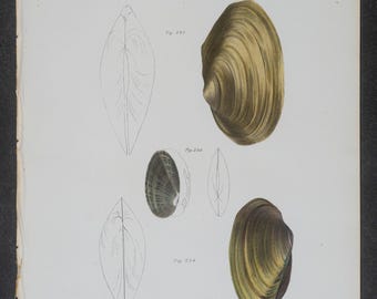 Grabado antiguo de conchas de 1843: mejillones, almejas y ostras - Arte de historia natural