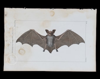 BAT / Authentic Steel engraving from Oeuvres completes de Buffon 1829 - Hand colored!