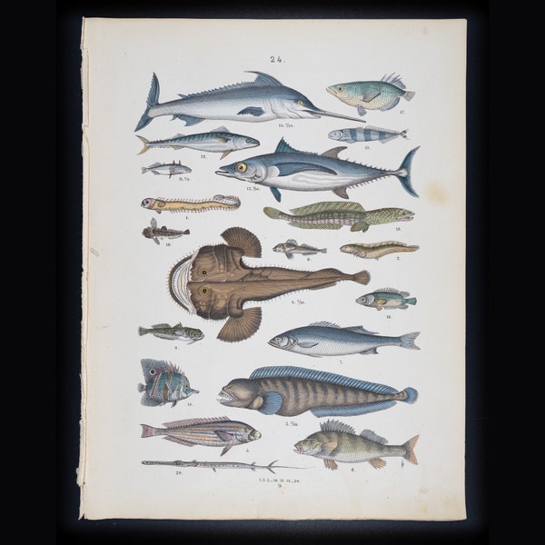 Fish: Sword Fish, Angler Fish, Monk Fish, Tuna, Basslet  - Original Steel engraving Hand Colored - Atlas of the Animal Kingdom from 1861