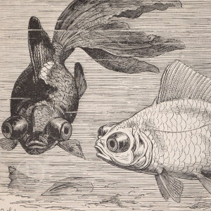 Chinese Telescope Fish Original Black and white lithography The animal world illustrated 1894 image 2