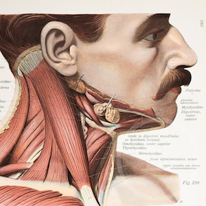 Neck and chest part of the Platysma muscle /  Neck glands, muscles, arteries /Human Anatomy - Descriptive Anatomy Book 1926