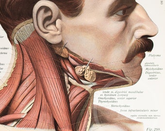 Neck and chest part of the Platysma muscle /  Neck glands, muscles, arteries /Human Anatomy - Descriptive Anatomy Book 1926