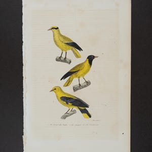 1840  ORIOLES / White-rumped SHAMA  - Hand-Colored Steel Engraving with Gum Arabic Finish from Complements de Buffon par P. Lesson - Scarce!