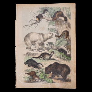 1871 Polar and Brown Bears, Raccoon, Badger, Skunk, Otter, Civet, Wolverine   - Original Lithography from Natural History by Heinrich Rebau