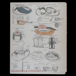 1880 ZOETWATERMOSSEL Interne anatomie - Originele lithografie uit een antieke biologische atlas - schaars!