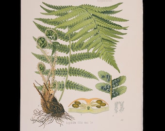 1887 Helecho macho (Aspidium filix mas) – Cromolitografía botánica antigua – Grabado original de planta medicinal