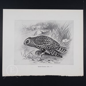 Short-eared Owl  - Original vintage print &quot;British Birds with their Nests and Eggs&quot; 1896