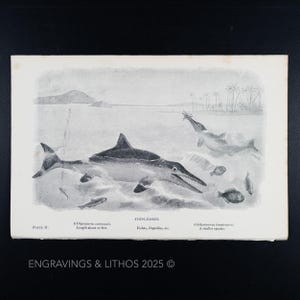 1897 PECES-LAGARTOS (Ictiosaurio) – Impresión original de monstruos extintos ilustrada por J. Smit