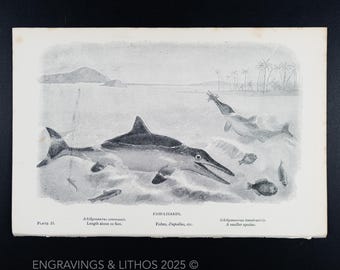 1897 FISCH-SCHACHDEN (Ichthyosaurus) – Original Extinct Monsters Druck Illustriert von J. Smit