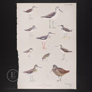 May include: A vintage illustration of 10 different types of shorebirds, including the common sandpiper, the wood sandpiper, and the snipe. The illustration is in color and is labeled with the scientific names of the birds. The illustration is from a book called "Birds of Britain and Europe".