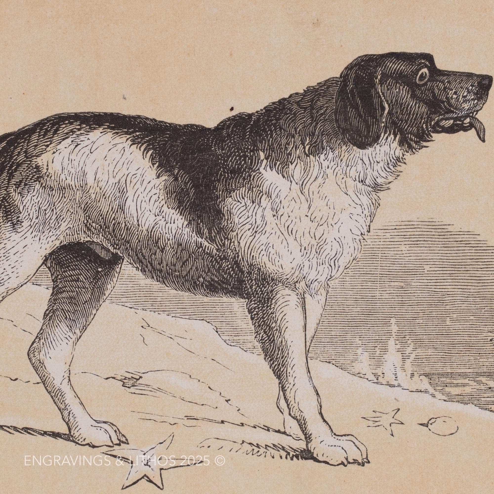 1851 THE NEWFOUNDLAND DOG – Antique Lithograph – Original the