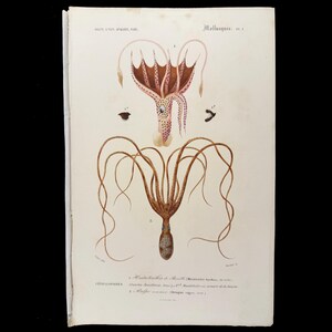 1849 - Bläckfisk och bläckfisk – d’Orbigny Naturhistorisk gravyr, handkolorerad – d’Orbigny Naturhistorisk gravyr, handkolorerad