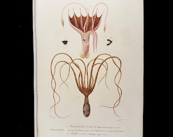 1849 Squid and Octopus - Dictionnaire Universel d&#39;histoire Naturelle by Charles d&#39;Orbigny  - Original engraving HAND COLORED!