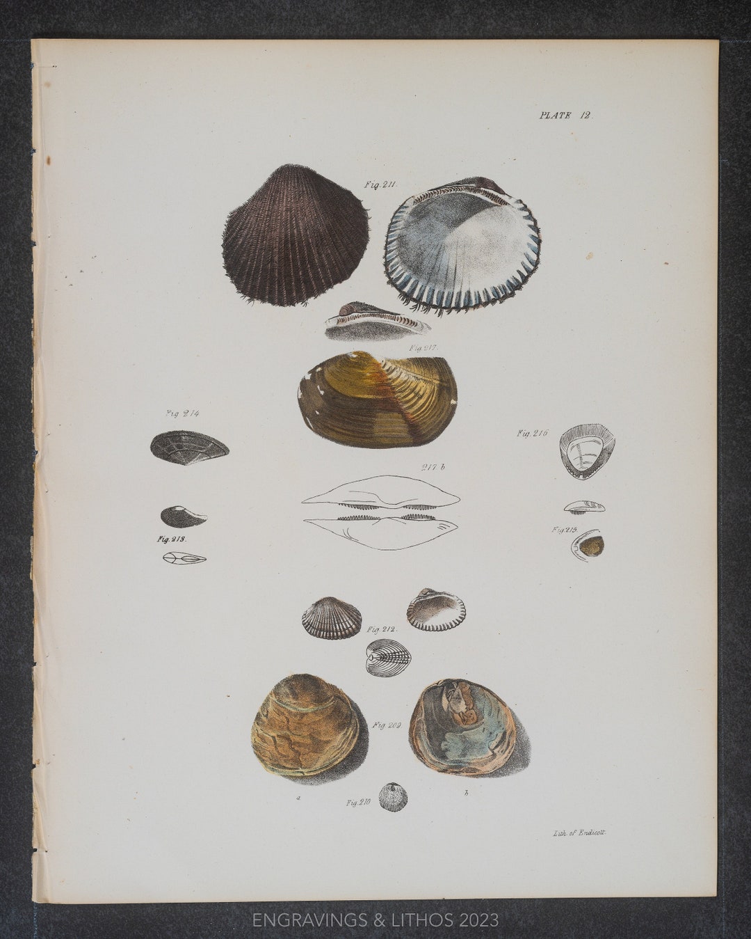 Mussels Clams Oysters RARE ORIGINAL PRINT Out of the Book zoology of
