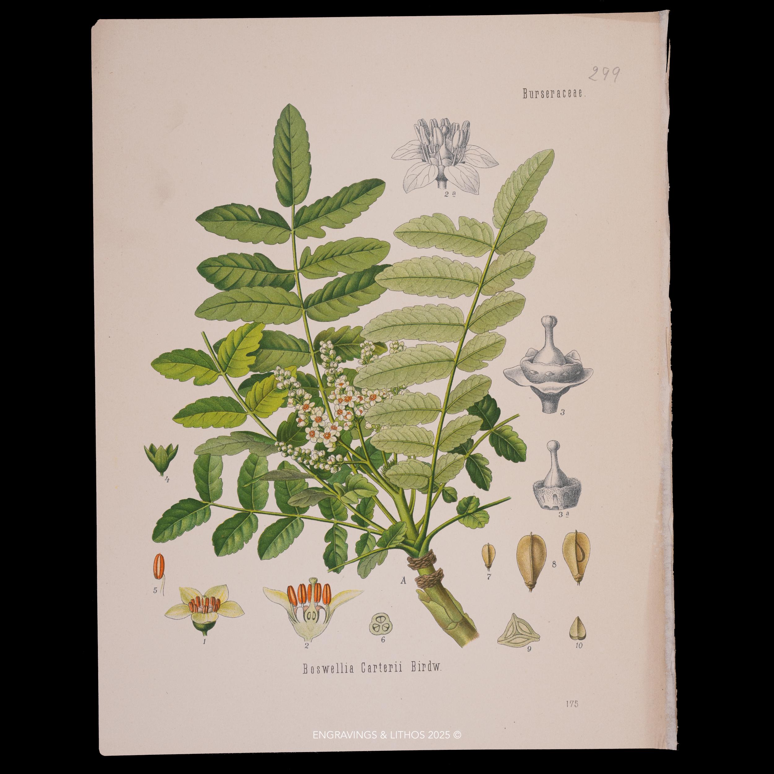 Boswellia seeds - Etsy 日本