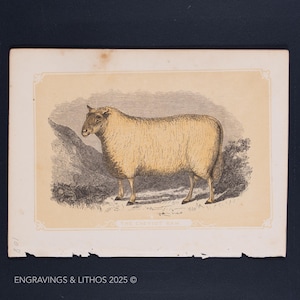 1851 THE CHEVIOT RAM – Antique Lithograph – Original The Natural History of the Sacred Scriptures, and Guide to General Zoology