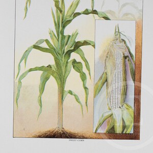 May include: A close-up illustration of a sweet corn plant with green leaves and a white ear of corn. The text "SWEET CORN" is printed below the image.