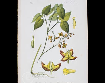 1888   ALPINE BARRENWORT  - Flora of Germany, Austria and Switzerland Original Botanical Chromolithograph