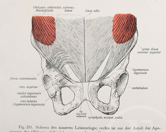 Abdominal oblique muscle / Human Anatomy - Descriptive Anatomy Book 1926