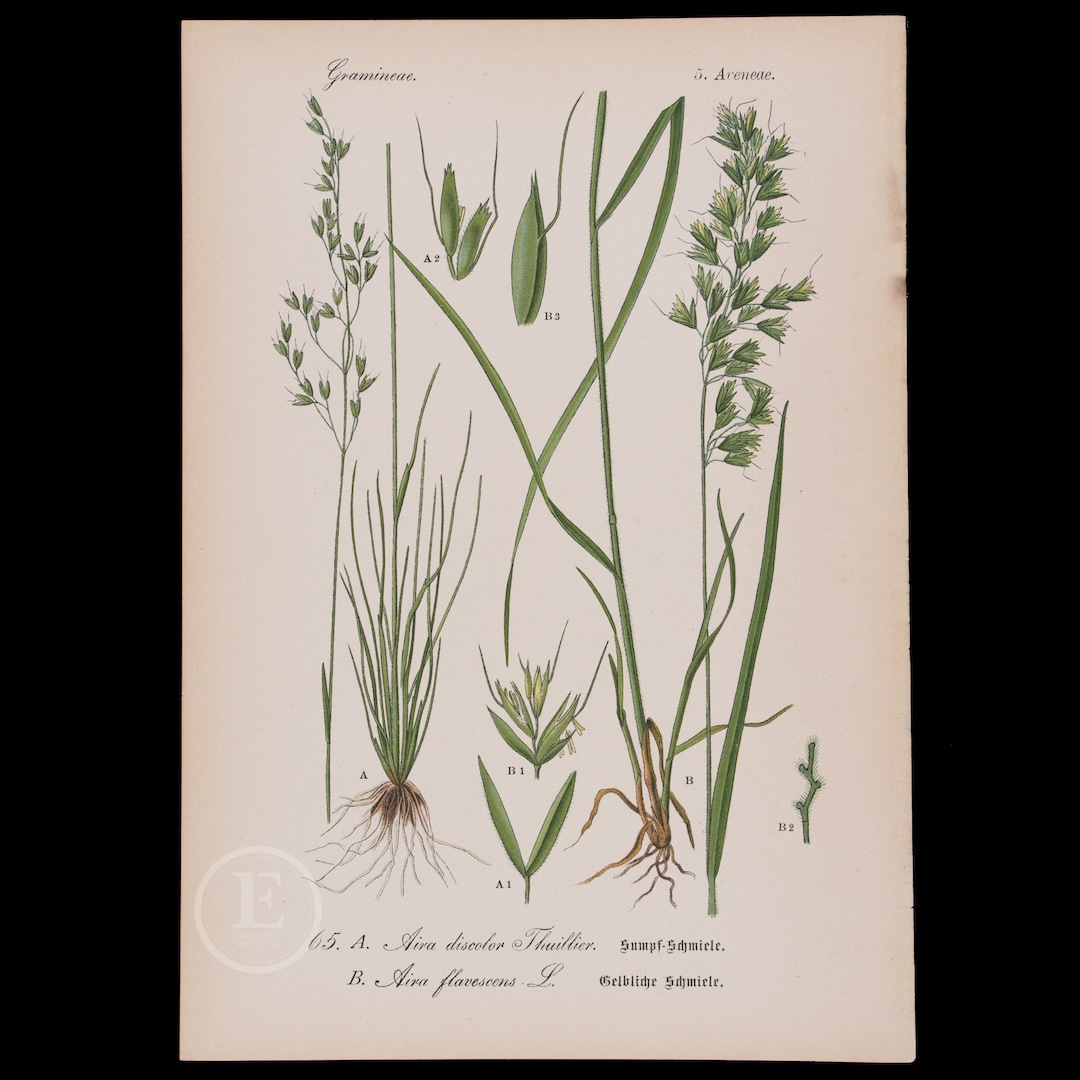 Tinted Hair Grass and Alpine Bentgrass- Botanical Original Antique ...