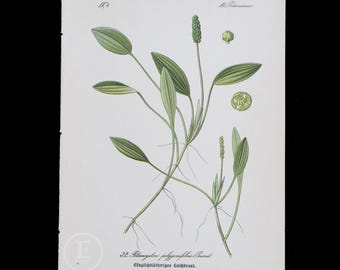 1886 BOG PONDWEED, Aquatic plantd - Flora of Germany, Austria and Switzerland Original Botanical Chromolithograph