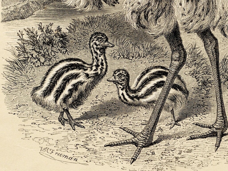 Finding Emu Cassowary Emu - Hard to Find