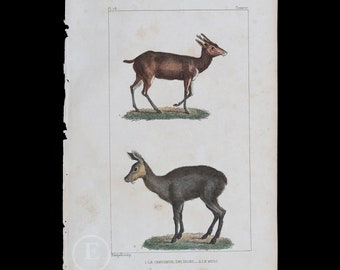 INDIAN DEER and MUSK / Authentic Steel engraving from Oeuvres completes de Buffon 1829 - Hand colored!