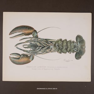 May include: An antique print of an American lobster, viewed from the underside. The crustacean is depicted in shades of green, brown, and tan, with detailed anatomical features. Text at the bottom reads "AMERICAN LOBSTER (Homarus Americanus)" and "Under side of Eggbearing Female."