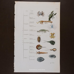 Puede incluir: Una impresión antigua con ilustraciones detalladas de varios crustáceos y vida marina, incluyendo cangrejos, langostas y trilobites. La impresión tiene una estética vintage con etiquetas manuscritas y una apariencia descolorida. El texto "ENGRAVINGS & LITHOS 2025" es visible.