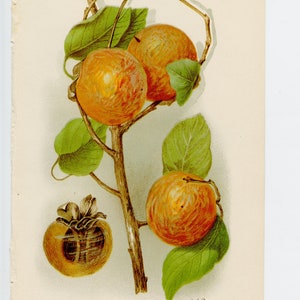 Delmas Persimmon - ORIGINAL PRINT out of the book &quot;Yearbook of the U.S. Department of Agriculture”-1904