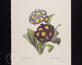 BÄRENBLUME - Blumen und Früchte von Pierre Redoute - Vintage Edition 1980