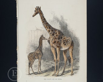 La jirafa y su cría. Grabado original en acero de 157 años COLOREADO A MANO de la Historia Natural de Cassell.