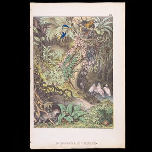 1849年 - ゴールデンジャッカルとハイエナ - ドルビニー自然史版画、手