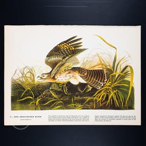 Red Hawk Print | Vintage Audubon Etching | 8.75 X 12 Inches | Authentic 1937 Edition