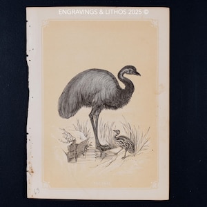 1851 THE EMU – Antique Lithograph – Original The Natural History of the Sacred Scriptures, and Guide to General Zoology
