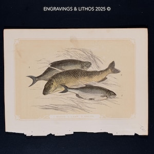 Puede incluir: Una impresión litográfica vintage de tres peces, una carpa, una carpa y una brema, sobre un fondo de color crema. Los peces se representan en un estilo realista con escamas y aletas detalladas. La impresión está etiquetada como "J. WORCH & CAMP. J. BREHM."