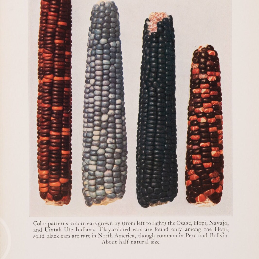 Color Patterns in Corn Ears Grown by (from Left to Right) the Osage ...